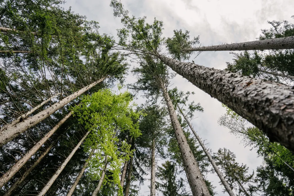 What functions does a forest perform? - Tree.ly